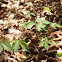 Virginia creeper