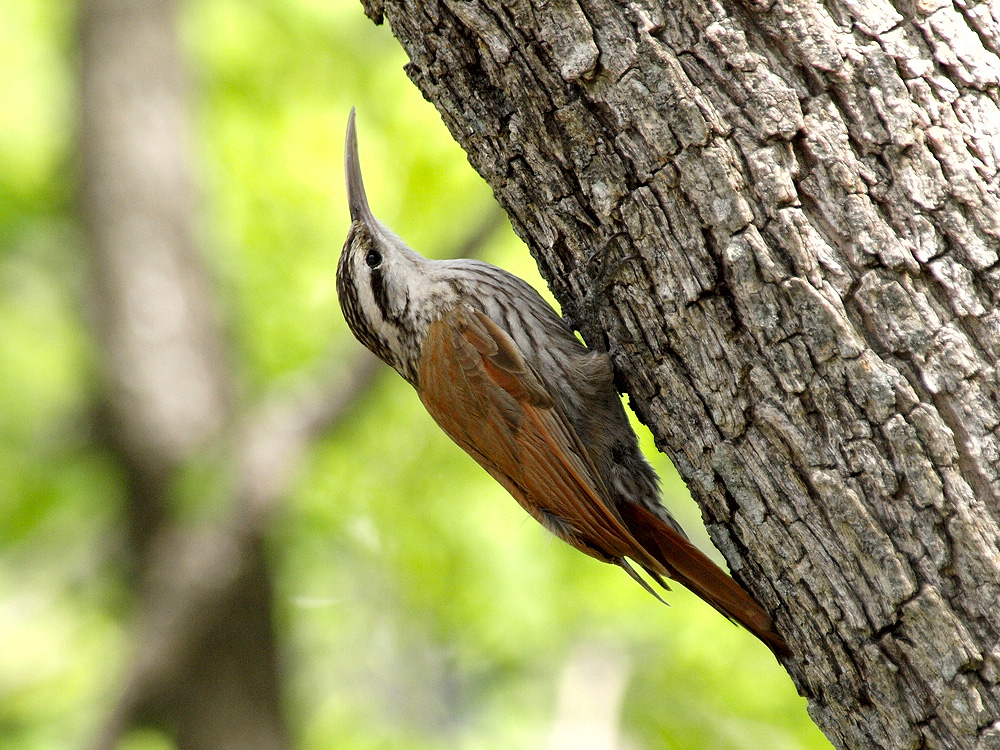 Chinchero chico (Narrow-billed Woodcreeper)