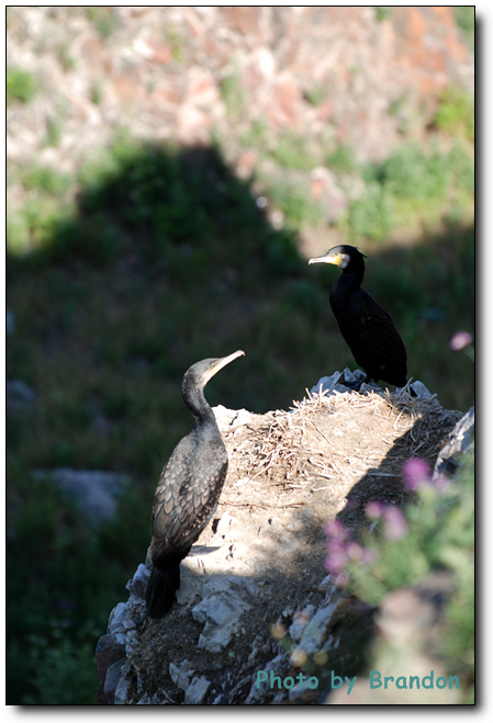 锦绣青海之 <wbr>－ <wbr>5 <wbr>鸟岛，翱翔后的停靠