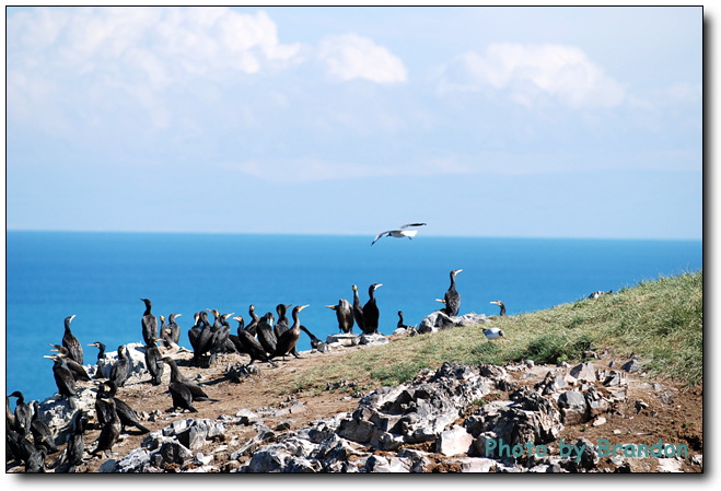 锦绣青海之 <wbr>－ <wbr>5 <wbr>鸟岛，翱翔后的停靠