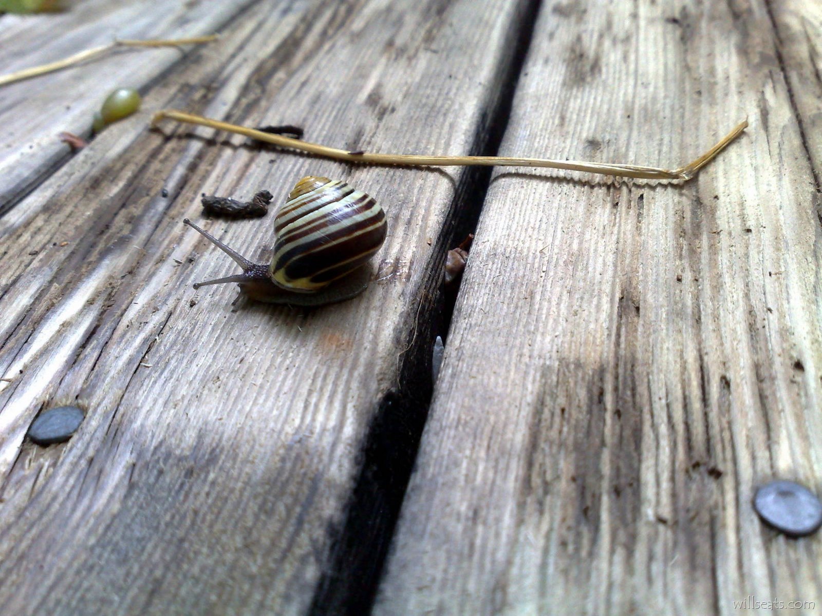 [snail 70 1800x 08082008036[3].jpg]