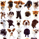 Amazing Dogs Photo Gallery mobile app icon
