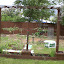 Flora's Container garden