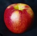 [Honey Crisp[2].jpg]