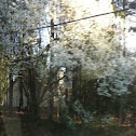 Bradford Pear Tree