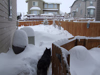 Side yard (south). Snow in Potty Area.