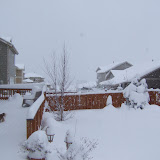 Backyard. Looking north.