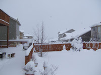 Backyard. Looking north.
