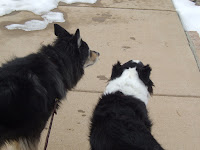 Chatfield Reservoir State Park<br />
Near Heron Overlook<br />
Bear and Courtney