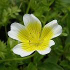 Poached egg plant