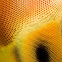 Dragonfly Eye