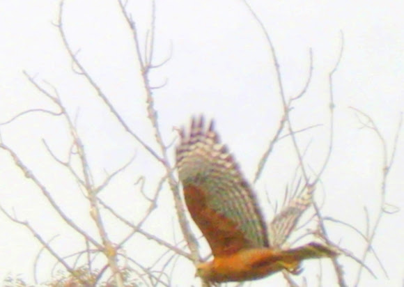 Spotting Image 1