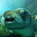 Spot-fin porcupinefish