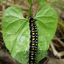Caterpillar