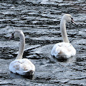 Mute Swan