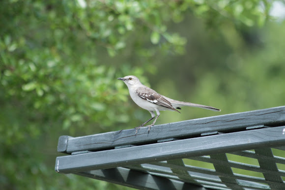 Spotting Image 1
