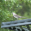 Northern Mockingbird