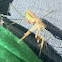 Preying mantis