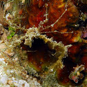 Long-legged Decorator Crab
