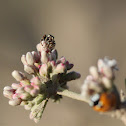 Jumping Spider