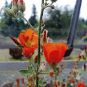 Globemallow