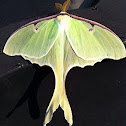Luna Moth