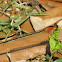 Damselfly/American Rubyspot