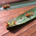 Saddleback Caterpillar
