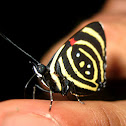 Mariposa Pará Miní