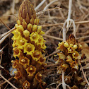 Desert hyacinth, Fox radish