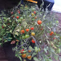 Tomato Plant