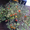Tomato Plant