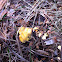 Chanterelle