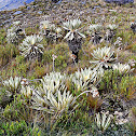 Frailejones