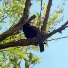 Red Winged Black Bird