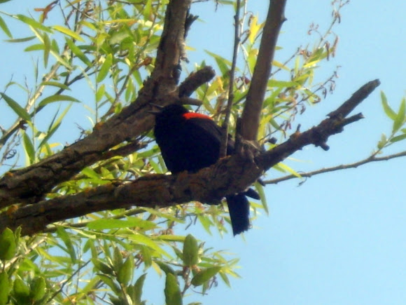 Spotting Image 1