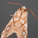 Hickory Tussock Moth