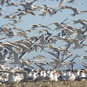 Royal Tern