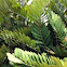 Cycad