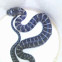Northern Water Snake