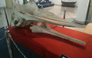 Skeleton Head of Sperm Whale 