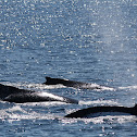 Humpback Whale