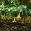 Yellow Angel's Trumpet
