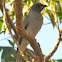 Javan Cuckooshrike
