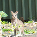 Wallaby