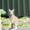 Wallaby