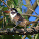 White-eared Puffbird