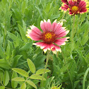 Gaillardia