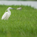 Little Egret Adult Breeding
