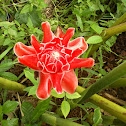 Torch ginger